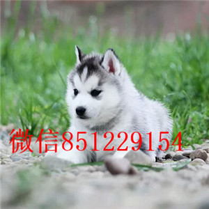 哈尔滨犬舍出售精品哈士奇品相好证书齐全