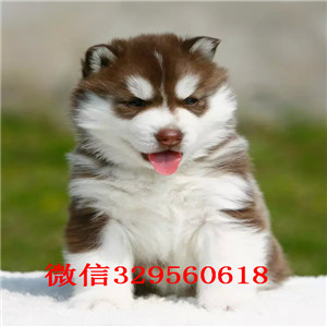 深圳哪里有好的犬舍 深圳哪里有好的哈士奇出