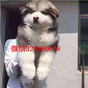 吉林地区超大骨架巨型阿拉斯加雪橇犬出售,健