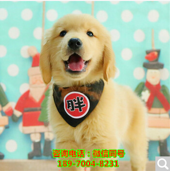 北京纯种阿拉斯加多少钱，北京哪里有小狗出售