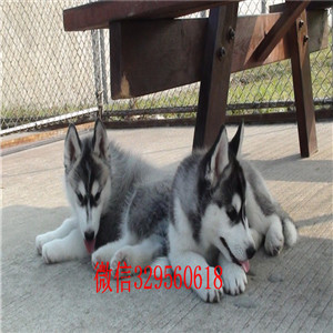 鞍山哪里有卖哈士奇_哈士奇多少钱_哈士奇如何