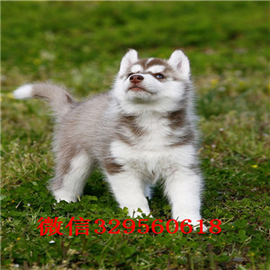 齐齐哈尔哪里有卖哈士奇_哈士奇多少钱_哈士奇如何喂养