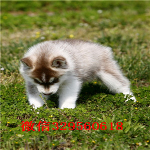 齐齐哈尔哪里有卖哈士奇_哈士奇多少钱_哈士奇如何喂养