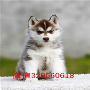 齐齐哈尔哪里有卖哈士奇_哈士奇多少钱_哈士奇如何喂养
