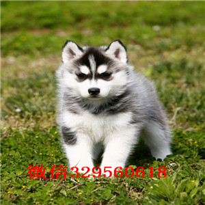 深圳哪里有卖哈士奇 哈士奇多少钱 哈士奇图片