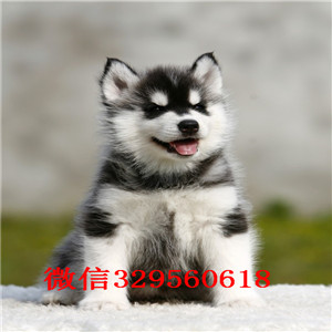 深圳哪里有卖哈士奇 哈士奇多少钱 哈士奇图片