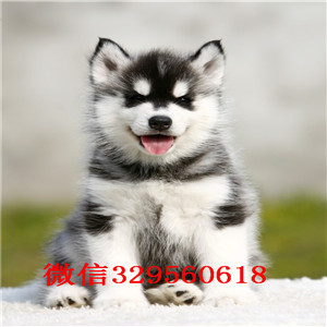 深圳哪里有卖哈士奇 哈士奇多少钱 哈士奇图片