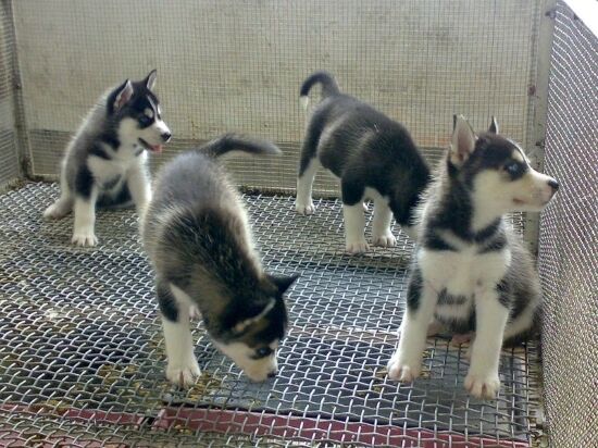 北海卖哈士奇北海卖哈士奇北海狗场出售纯种哈