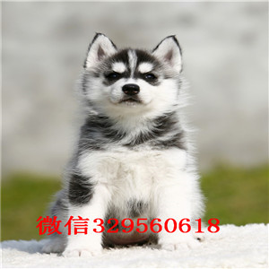 深圳哪里有卖哈士奇 哈士奇多少钱 哈士奇图片