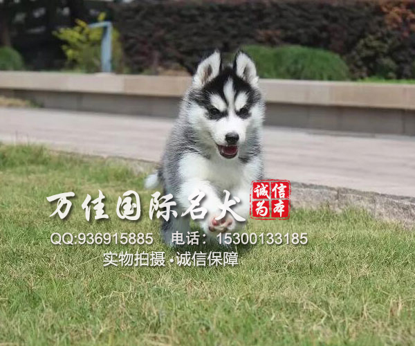 北京哈士奇一般价格多少_哈士奇好养吗_哈士奇