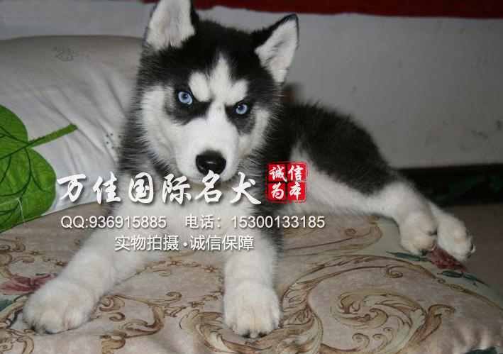 北京人自己家养的哈士奇宝宝 蓝眼睛有健康证 