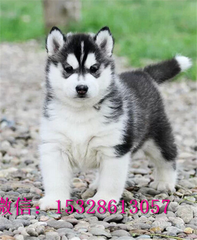 哈尔滨哪里有卖哈士奇 纯种哈士奇多少钱 黑色