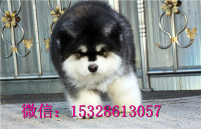 襄樊哪里的哈士奇比较好纯种哈士奇多少钱精品