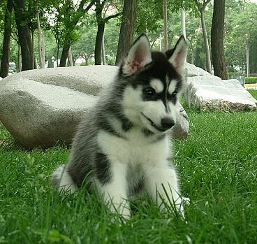 北京哪里有纯种健康的哈士奇出售 双蓝眼哈士奇出售 哈士奇幼犬多少钱 哈士奇犬舍