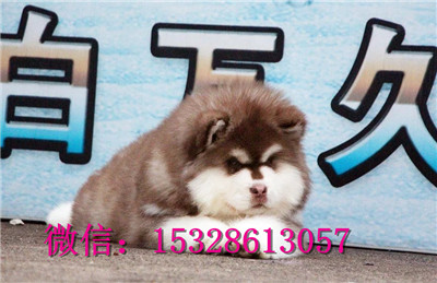 鸡西哪里的哈士奇便宜赛级哈士奇多少钱二哈图片健康哈士奇