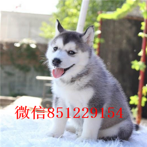 ?？诖恐止科嬗兹?小哈士奇 疫苗驱虫做齐