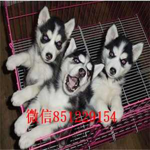 ?？诖恐止科嬗兹?小哈士奇 疫苗驱虫做齐