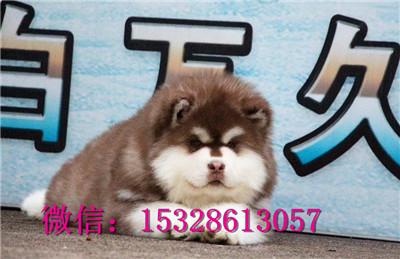 鸡西哪里的哈士奇便宜赛级哈士奇多少钱二哈图片健康哈士奇