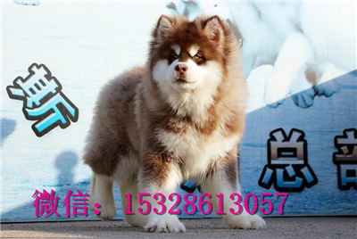 鸡西哪里的哈士奇便宜赛级哈士奇多少钱二哈图片健康哈士奇