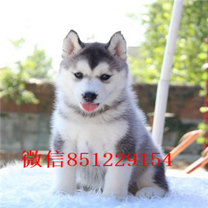 海口纯种哈士奇幼犬 小哈士奇 疫苗驱虫做齐