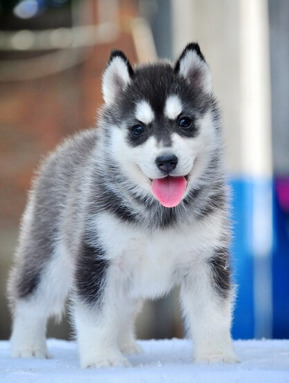 北京哪里有纯种健康的哈士奇出售 双蓝眼哈士奇出售 哈士奇幼犬多少钱 哈士奇犬舍