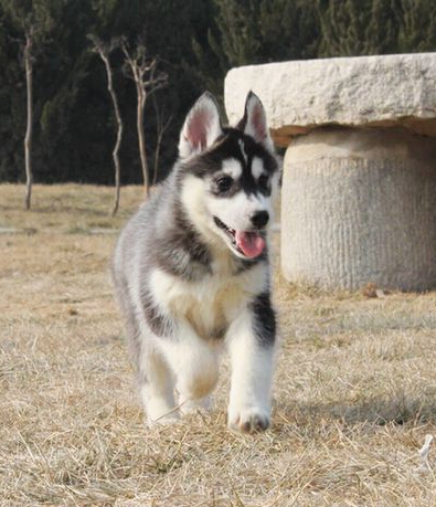 北京哪里有纯种健康的哈士奇出售 双蓝眼哈士