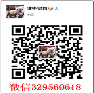 包头出售三火蓝眼精品哈士奇，纯种哈士奇，黑白色