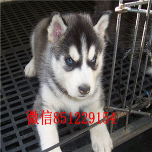 ?？诖恐止科嬗兹?小哈士奇 疫苗驱虫做齐