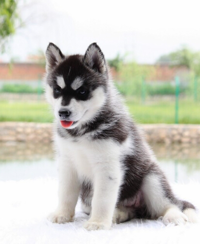 北京哪里有纯种健康的哈士奇出售 双蓝眼哈士奇出售 哈士奇幼犬多少钱 哈士奇犬舍