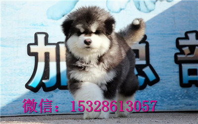 琼中哪里有哈士奇出售纯种哈士奇多少钱棕色哈