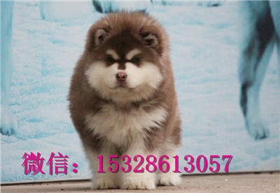 鸡西哪里的哈士奇便宜赛级哈士奇多少钱二哈图片健康哈士奇