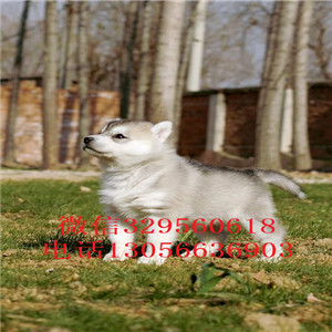  牡丹江本地哈士奇多少钱二哈蓝眼哈士奇多少钱哈士奇智商 哈士奇拆家吗纯种哈士奇多少钱一只