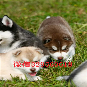  铁岭哪里有卖纯种哈士奇  哈士奇多少钱一只 哈士奇犬舍  二哈图片