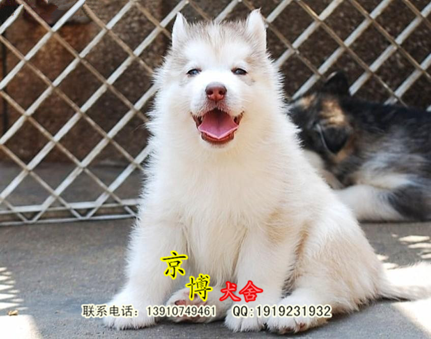 双血统纯种哈士奇幼犬出售 3个月哈士奇价格 京博犬业