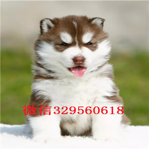  北京犬舍哪里卖哈士奇二哈蓝眼哈士奇多少钱黑白灰色二哈雪橇犬黑白哈士奇多少钱