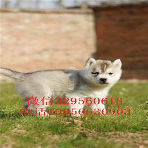 漯河哈士奇多少钱多少钱能买到纯种哈士奇哈士