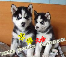 赛级哈士奇幼犬出售 精品二哈幼犬 北京哈士奇价格