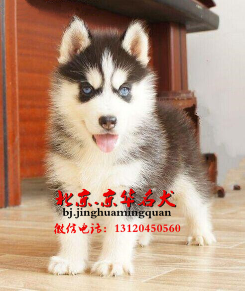 出售纯种哈士奇幼犬 哈士奇图片  哈士奇好养吗