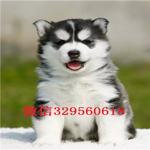  北京犬舍哪里卖哈士奇二哈蓝眼哈士奇多少钱黑白灰色二哈雪橇犬黑白哈士奇多少钱