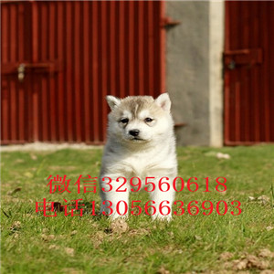  牡丹江本地哈士奇多少钱二哈蓝眼哈士奇多少钱哈士奇智商 哈士奇拆家吗纯种哈士奇多少钱一只