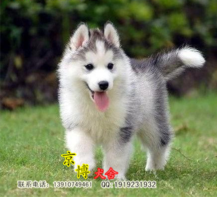 赛级哈士奇幼犬出售 精品二哈幼犬 北京哈士奇价格