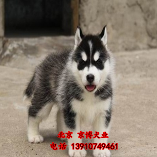 赛系哈士奇幼犬出售 北京纯种二哈价格 北京哈