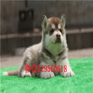  福州哪里有卖哈士奇多少钱能买到纯种哈士奇