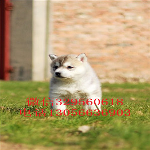  牡丹江本地哈士奇多少钱二哈蓝眼哈士奇多少钱哈士奇智商 哈士奇拆家吗纯种哈士奇多少钱一只