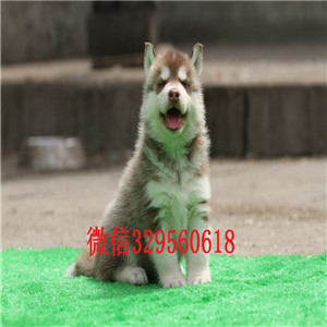  福州哪里有卖哈士奇多少钱能买到纯种哈士奇双蓝眼三把火哈士奇哈士奇犬 疫苗驱虫已做完