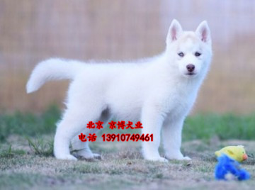 哈士奇幼犬出售 三把火双蓝眼哈士奇 二哈图片