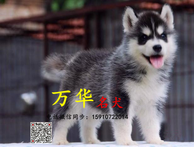 纯种哈士奇幼犬价格 双蓝眼哈士奇犬舍 哈士奇