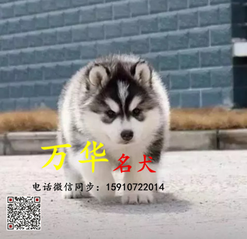 锤系熊版哈士奇 熊版哈士奇多少钱 熊版哈士奇