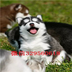  铁岭哪里有卖纯种哈士奇  哈士奇多少钱一只 
