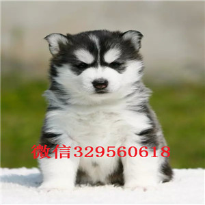 成都哪里有卖哈士奇多少钱能买到纯种哈士奇哈士奇智商 哈士奇拆家吗纯种哈士奇多少钱一只